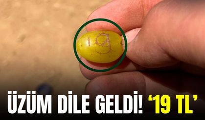 Sarıgöl’de üzüm tanesinde dikkat çeken görüntü: Adeta en az '19 TL' olmalıyım diyor