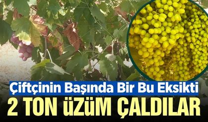 Üzüm hırsızları yine ortaya çıktılar! 2 ton çaldılar