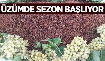 Manisa'da üzüm sezonu açılıyor: İşte detaylar