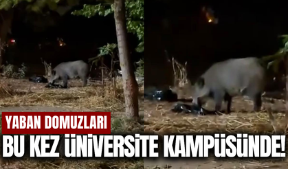 Yaban domuzları bu kez PAÜ Kampüsüne indi!