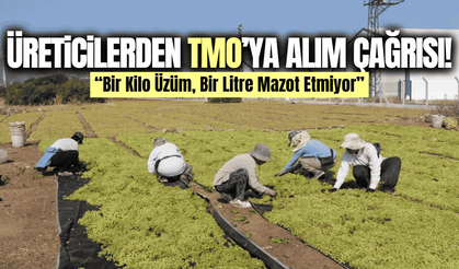 Girdi maliyetleri üreticilerin belini büktü: Üzümcülerden TMO'ya alım çağrısı