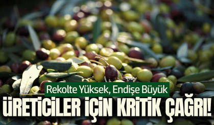Kırkağaç Ziraat Odası'ndan zeytin üreticisi için kritik çağrı!