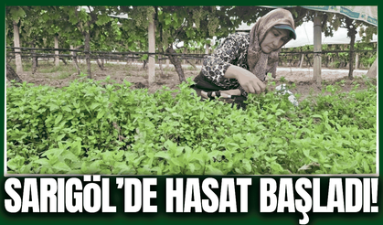 Kışın vazgeçilmez lezzeti için hasat başladı!