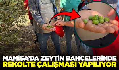 Manisa’da 2026 yılı zeytin ve zeytinyağı rekoltesi için saha çalışmaları başladı