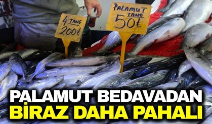 Palamut bolluğu fiyatları düşürdü: Tezgahlarda 50 TL’ye satılıyor