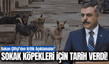 Bakan Çiftçi'den dikkat çeken açıklamalar: Sokak köpekleri için net tarih verdi