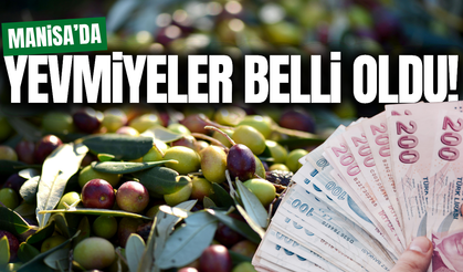 Manisa'da zeytin hasadında yevmiyeler belli oldu!