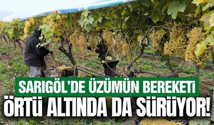 Sarıgöl’de üzüm hasadı örtü altında devam ediyor