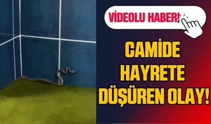 Camiyi yılanlar bastı!