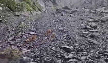 Ayı, motosikletli vatandaşları böyle kovaladı