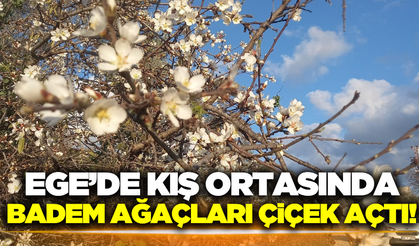Aydın'da badem ağaçları çiçek açtı!