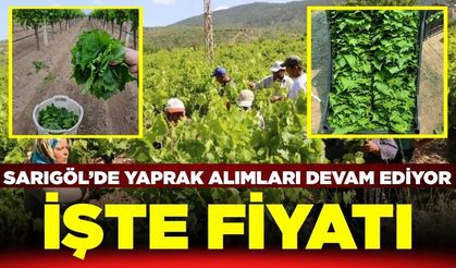 Sarıgöl'de yaprak sezonu devam ediyor