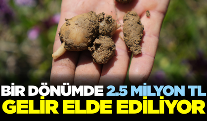 Topraktan çıkan altın! Kilosu 3 bin lira