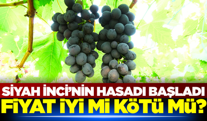 Yılın ilk Siyah Üzüm'ü hasat edildi
