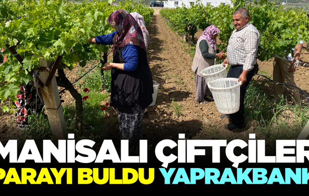 Manisalı kadınların gelir kaynağı! ''Yaprakbank''