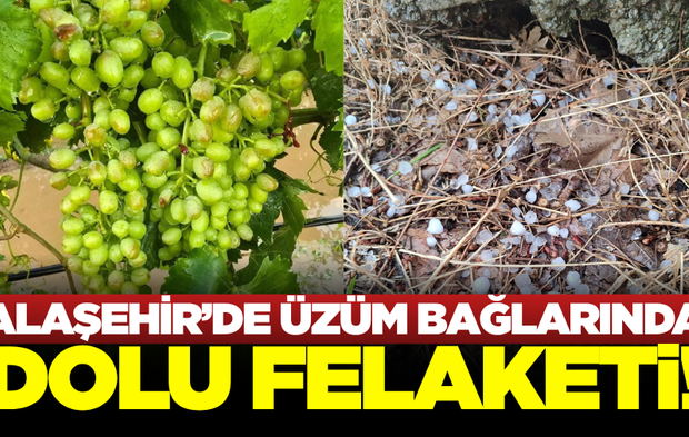 Alaşehir'de üzüm bağlarını dolu vurdu