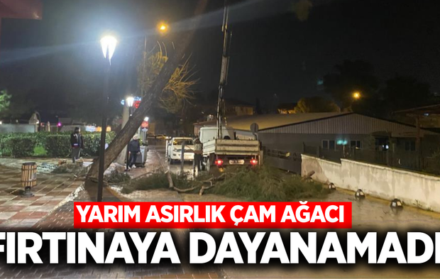 Alaşehir’de fırtına 50 yıllık çam ağacını devirdi!