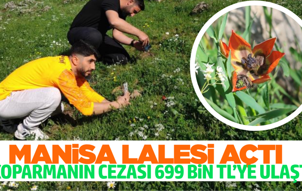 Manisa lalesi sadece 10 gün yaşayacak