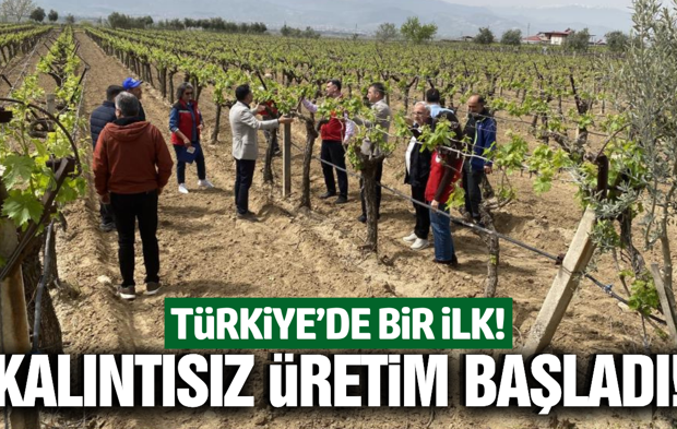 Manisa'da bağcılıkta 3K dönemi başladı!