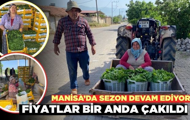Sarıgöl'de yaprak sezonu sürüyor: Fiyat bir anda düştü