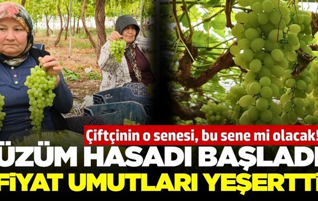 Sezonun ilk üzüm hasadı yapıldı: Fiyat dudak uçuklattı