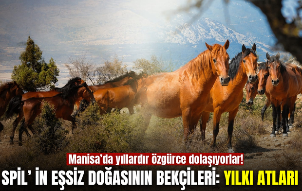 Manisa’da yıllardır özgürce dolaşıyorlar: Spil’in Yılkı Atları