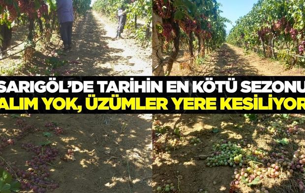 Sarıgöl'de üzüm üreticisi kara sezon yaşıyor! Üzüm salkımlara yere kesiliyor