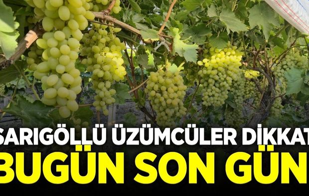 Sarıgöl’de üzüm yarışması heyecanı: Başvurular için son gün