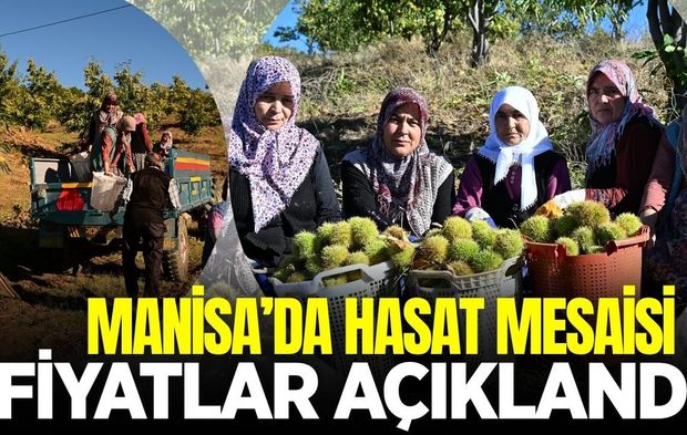 Manisa'da tarlalar hareketlendi: İşte fiyatı