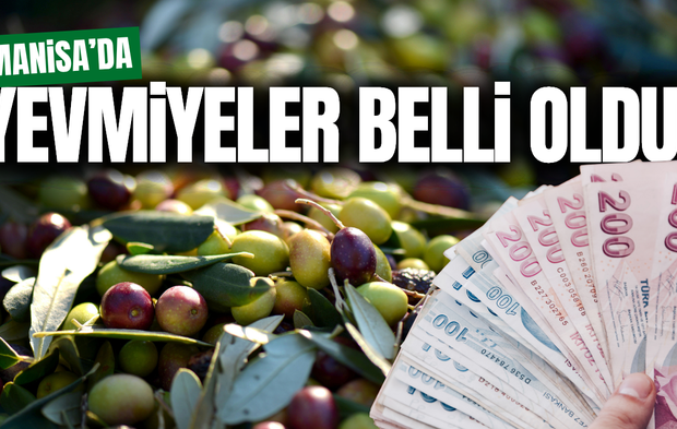 Manisa'da zeytin hasadında yevmiyeler belli oldu!