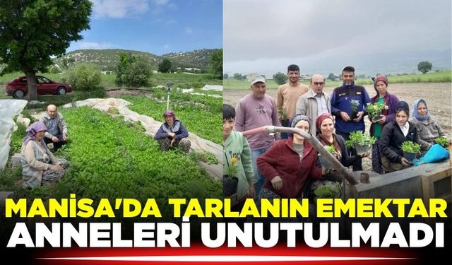 Manisa'da tarlanın emektar anneleri unutulmadı
