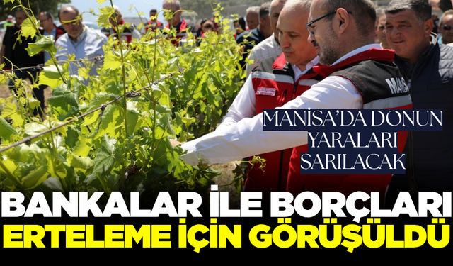Manisa'da zirai dondan etkilenen çiftçileri mutlu edecek gelişme!