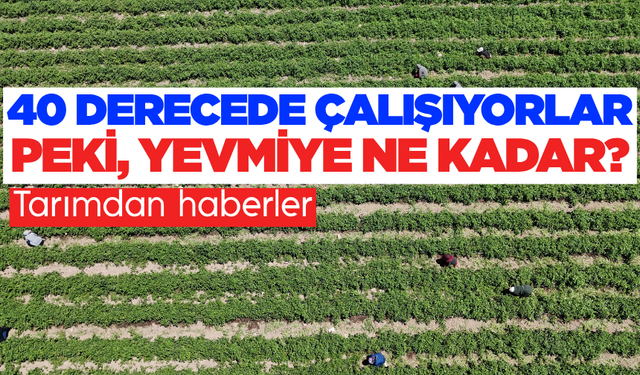 Tarım işçileri kavurucu sıcakta ekmek parası için çalışıyor