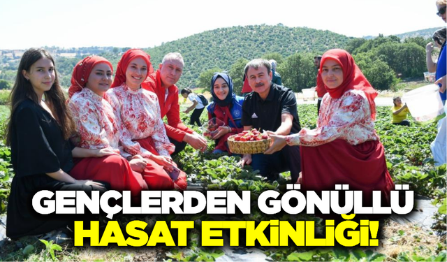 Balıkesir'de gençler gönüllü hasatta hem öğrendi hem de eğlendi