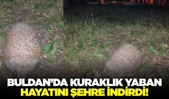 Buldan'da yaban hayvanlarında artış!