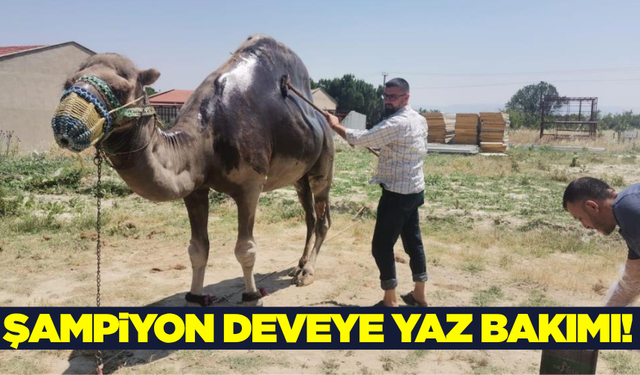 Deve güreşlerinin şampiyonu yaza hazırlanıyor