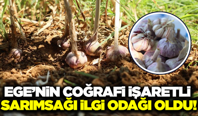 Ege'nin şifa kaynağına yoğun ilgi!