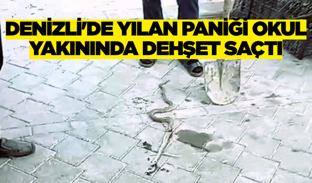 Denizli'de Yılan Paniği Okul Bahçesinden Kaçan Yılan Esnafı Harekete Geçirdi
