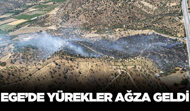 Ege'de korkutan zeytinlik yangını