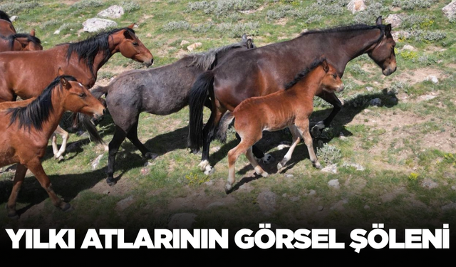 Ege'de yılkı atlarının görsel şöleni