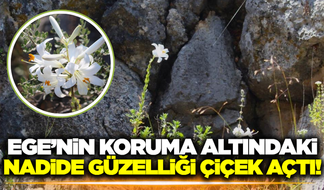 Ege'nin nadide güzelliği çiçek açtı!