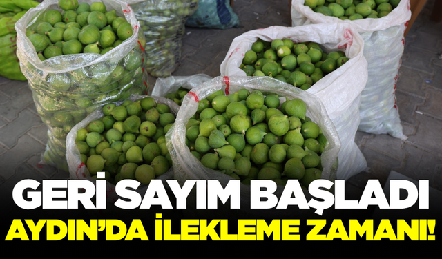 Aydın’da İncirde Yeni Sezon Umutla Başladı