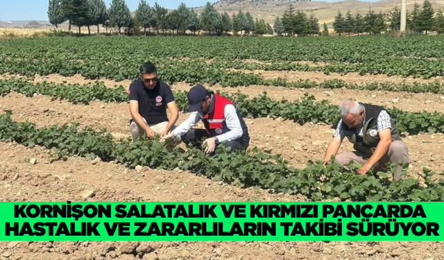 Afyonkarahisar'da ürünlerde hastalık ve zararlı takibi devam ediyor