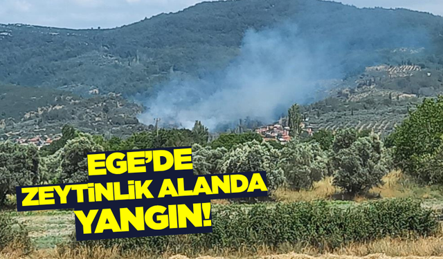 Muğla'da zeytinlikte yangın! Ekipler seferber oldu