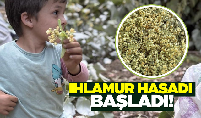 Şifa arayanların gözdesi: Ihlamur hasadı başladı!
