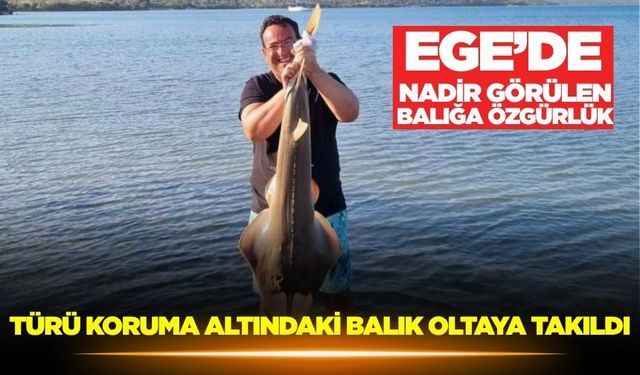 Ege'de koruma altındaki balık ağa takıldı
