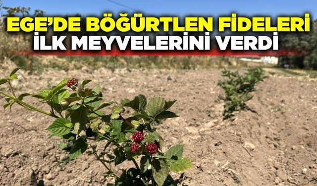 Ege'de böğürtlen sevinci: Fideler ilk meyvesini verdi