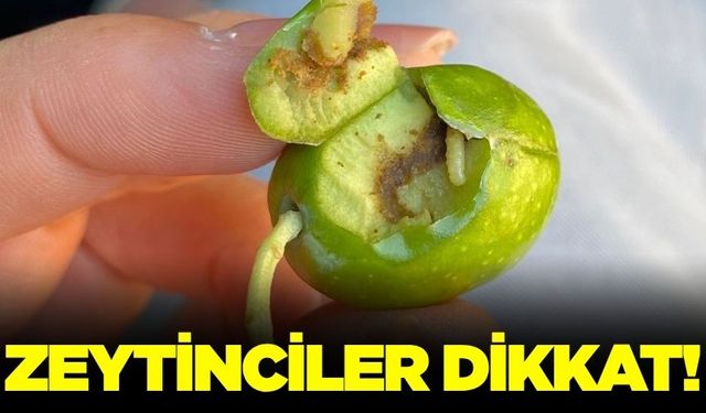 Ege'de zeytin sineğe uyarısı!