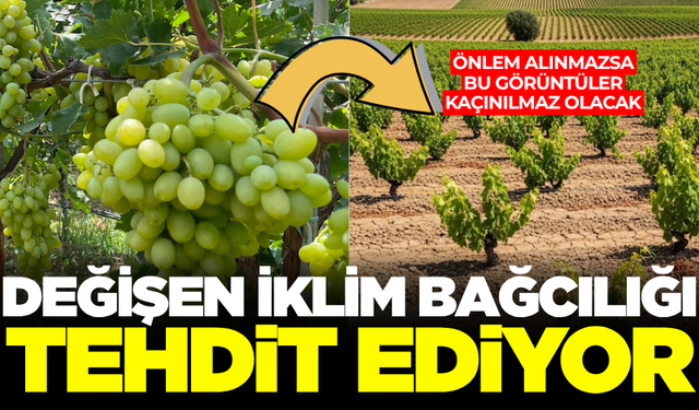 Manisa’da iklim değişikliği bağcılığı zora sokuyor