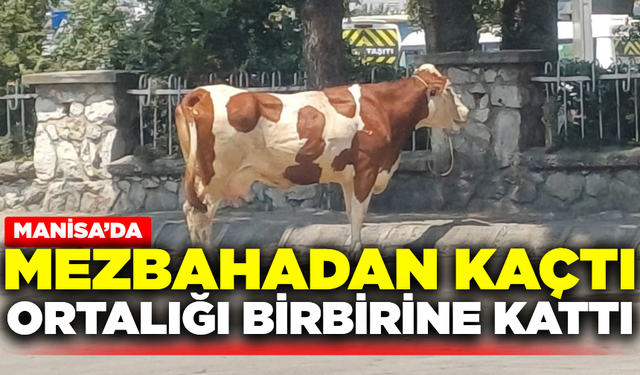 Manisa'da kaçan inek ortalığı birbirine kattı